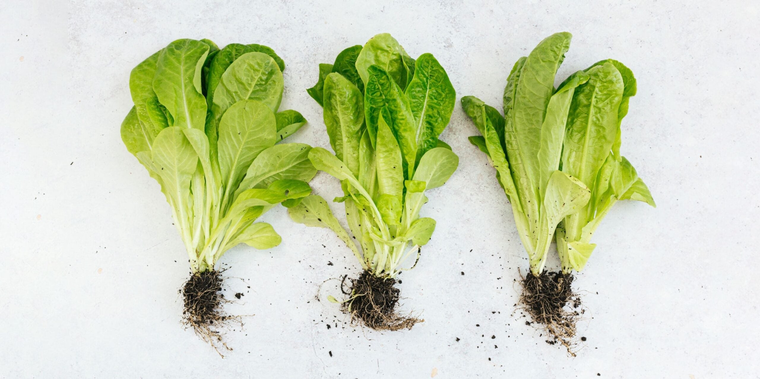 Wait, what? Today's fruits and veggies aren’t as nutritious as the ones we grew up with? (And the reason why will shock you)