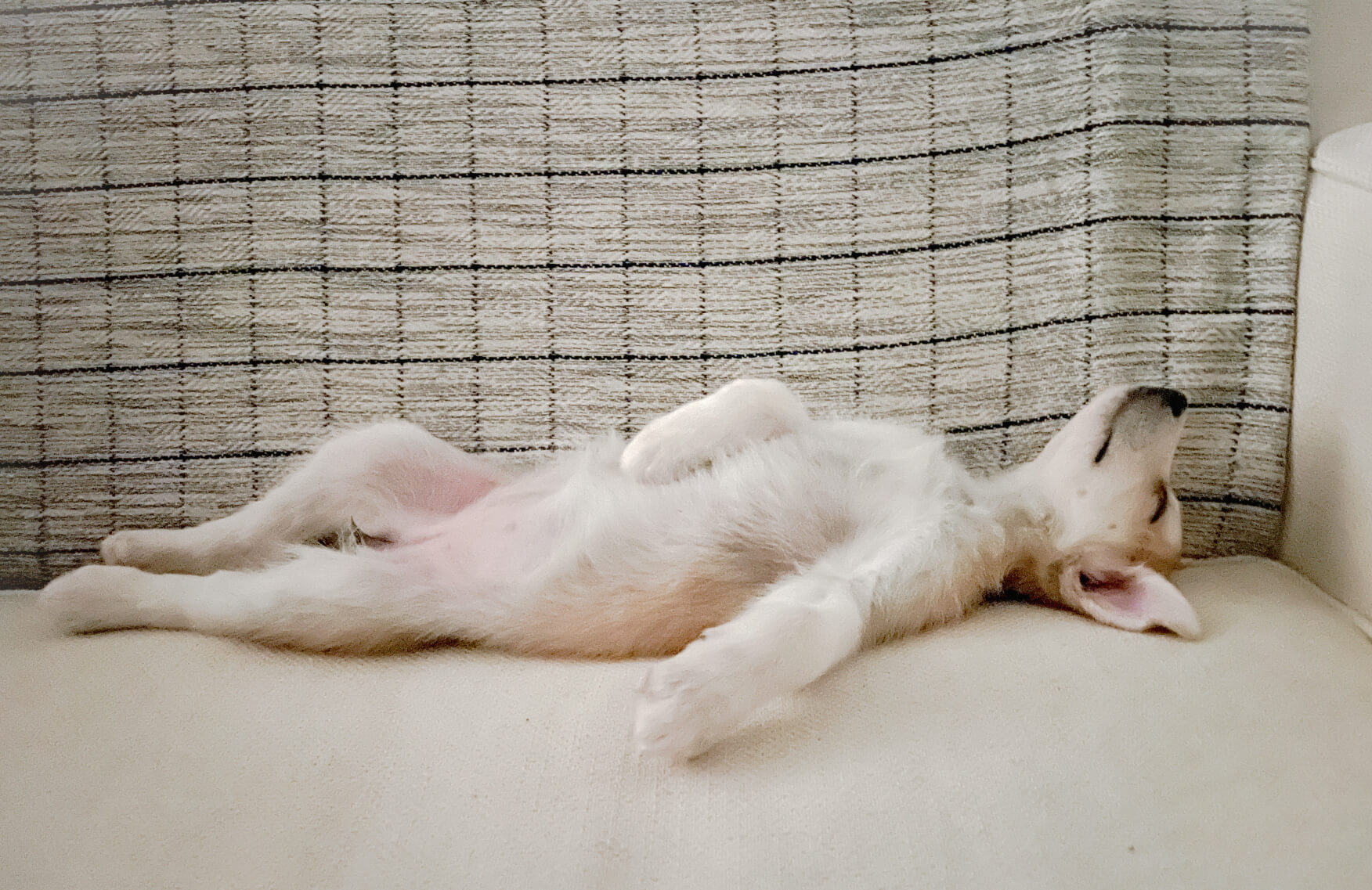 Small white dog sleeping on a couch while lying on its back